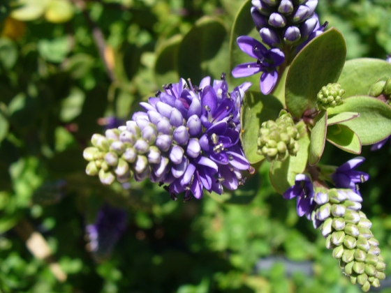 Hebe sp. (Plantaginaceae)